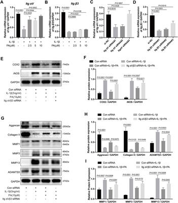 Physalin A Inhibits MAPK and NF-κB Signal Transduction Through Integrin αVβ3 and Exerts Chondroprotective Effect